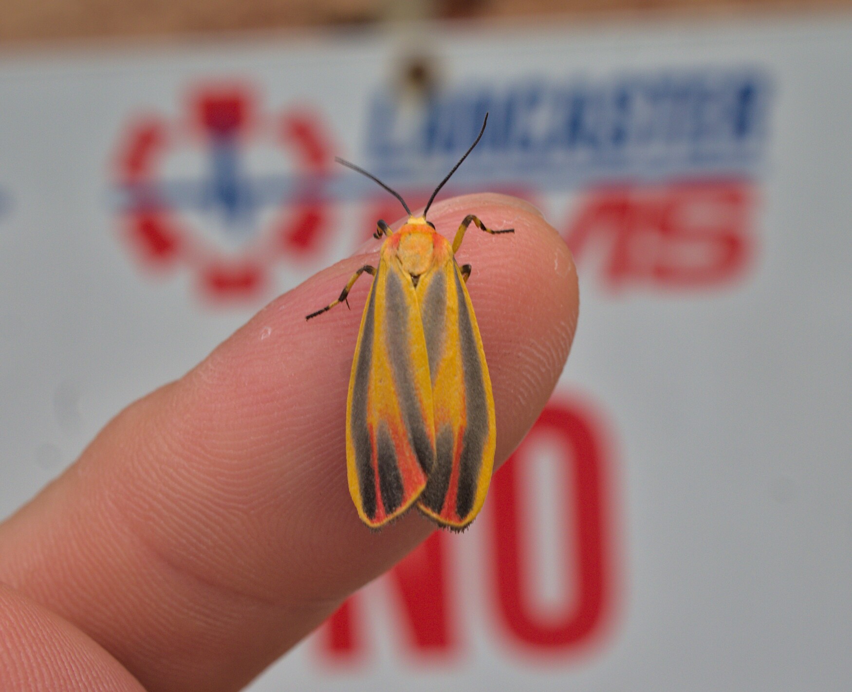 Now here is a real nice looking moth_20210729.jpg